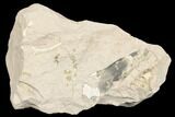 Unprepared Oreodont (Leptauchenia) Skull - South Dakota #192525-6